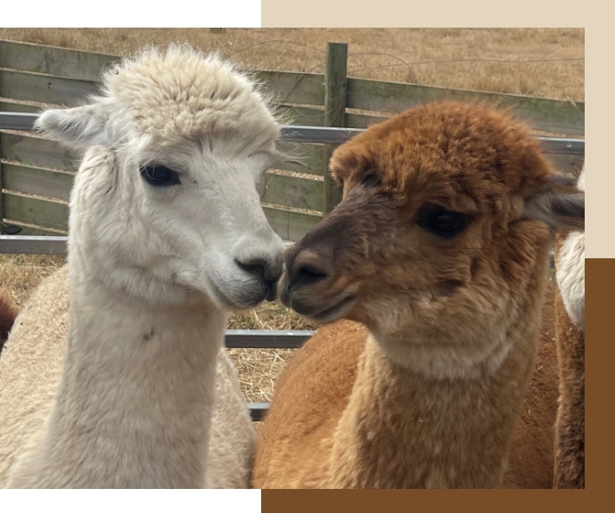 Alpaca Shearing Service Australia