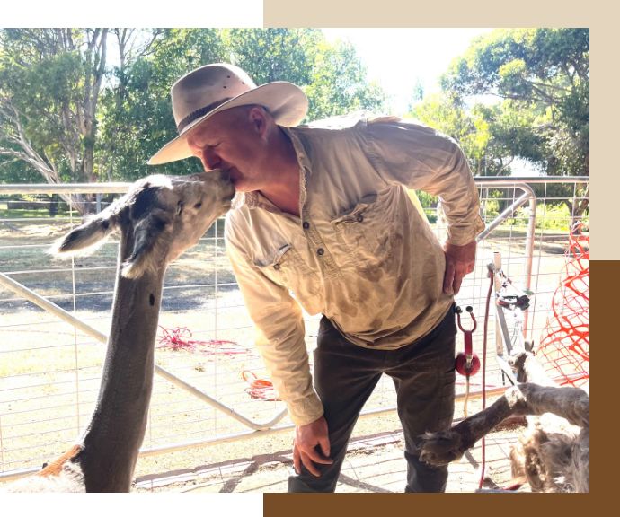 Contact Alpaca Shearing Service