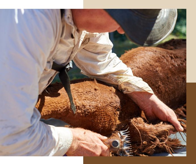 Alpaca Shearing Service