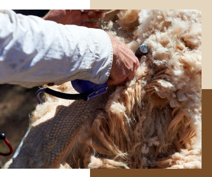 Alpaca Shearing Service